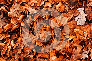 Autumn Leaves background