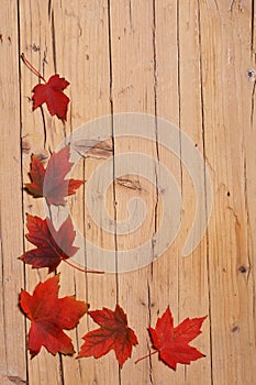 Autumn leaves background