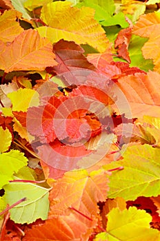 Autumn leaves background.