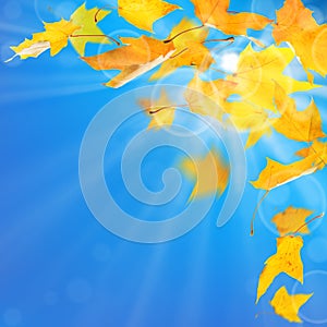 Autumn leaves background