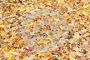 Autumn leaves background