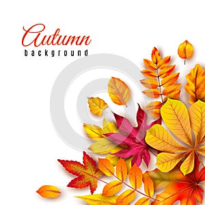 Autumn leaves background. Autumnal border with isolated yellow maple, oak and rowan foliage. Fall theme for vector