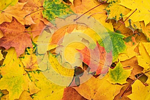 Colorful autumn leaves. fall season concept background
