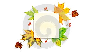 Autumn leaves background. Dried green leaves, yellow leafs and red berries in shape frame isolated on white background