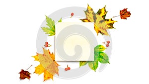 Autumn leaves background. Dried green leaves, yellow leafs and red berries in shape frame isolated on white background