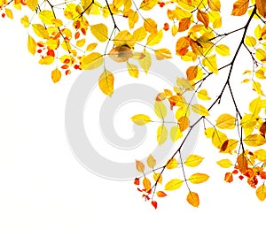 Jeseň listy v zlato a 