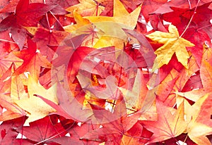 Autumn leaves background pattern.
