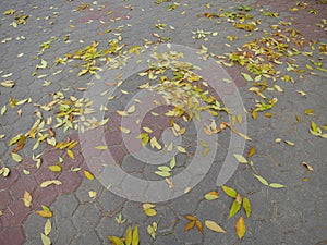 Autumn leaves background - Stock Photos