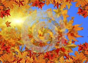 Autumn leaves background sun beams space your text