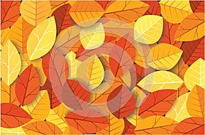 Autumn leaves background vector illustration EPS10