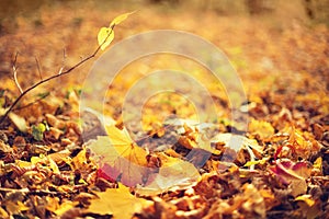 Autumn leaves background. Yellow maple leaf over blurred texture with copy space. Concept of fall season. Golden autumn card