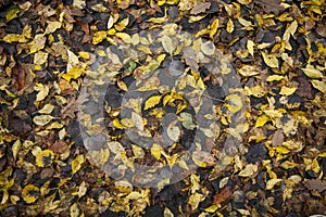 Autumn leaves background with yellow orange and brown