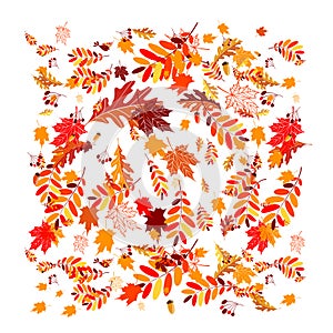 Autumn leaves background for your design