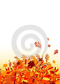 Autumn leaves background for your design