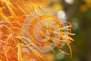 Autumn leaves of bald cypress. Taxodium distichum