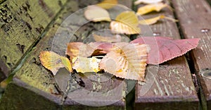 Autumn leaves banner