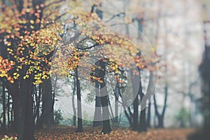 Autumn leaves in beautiful fall park. Selective Focus