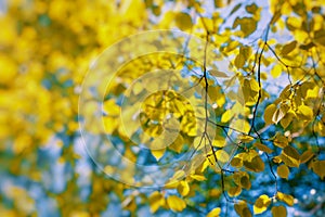 Autumn leaves in beautiful fall park. Selective Focus