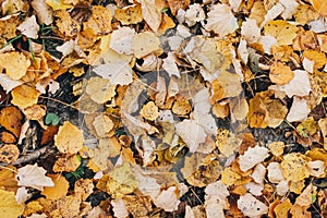 Autumn leaves. Beautiful fall yellow leaves  on ground in forest, top view. Autumnal background. Populus tremula leaf