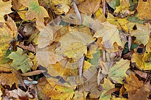 Autumn leaves photo