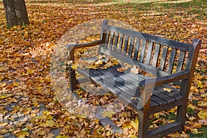 Autumn leaves on bench