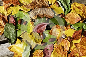 The autumn leaves the bench.