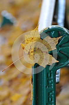 Autumn leaves and bench in a beautiful autumn park