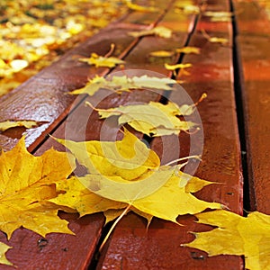 Autumn leaves on a bench in the park