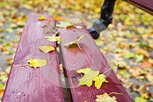 Autumn leaves on bench in park