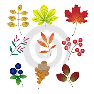 Autumn leaves and berries. cartoon vector illustration.