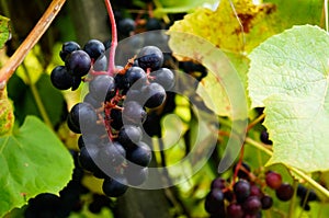 Autumn leaves and berries grapes