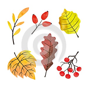 Autumn leaves and berries set. Vector watercolor leaf illustration