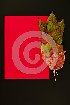 Autumn leaves on a black background with a red space for a text