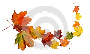 Autumn leaves during blizzard isolated on white