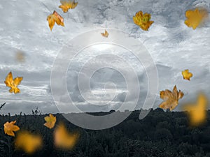 Autumn leaves blowing over a cold countryside