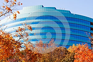 Autumn Leaves and Blue Curved Office