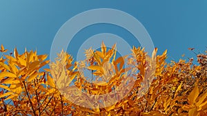 Autumn leaves with the blue sky
