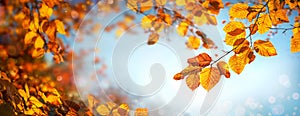 Autumn leaves on blue sky background