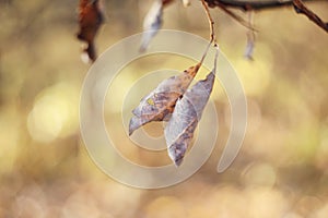 Autumn leaves with blurred trees . Fall blurry background