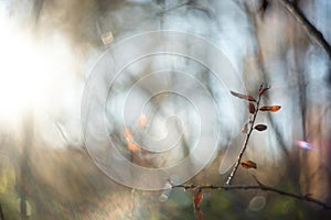 Autumn leaves with blurred trees . Fall blurry background