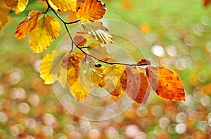 Autumn leaves with blurry background