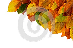 Autumn Leaves Border