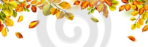 Autumn leaves border on white background