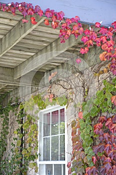 Autumn Leaves - Boston Ivy