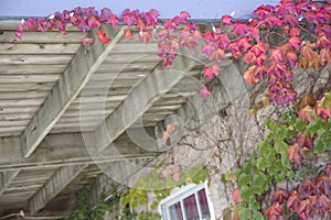 Autumn Leaves - Boston Ivy