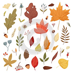 Botanical autumn collection. Seasonal set of hand drawn colorful fallen leaves, twigs, berries, acorns, forest mushrooms, tree bra