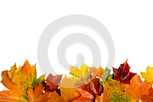 Jeseň listy na spodná na bielom 