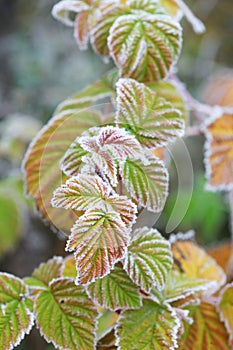 Autumn leaves on a branch in frost needles in the morning.