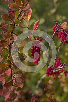 Autumn leaves on branches and bright beautiful little berries lit by the bright sun on a blurred background