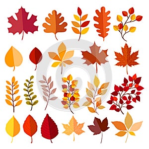 Autumn leaves and branches collection